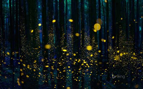 Las Luciérnagas De Japón Iluminan Un Bosque En Shikoku 2017 Bing