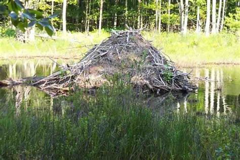 The Beaver Dam How And Why Do Beavers Build Dams