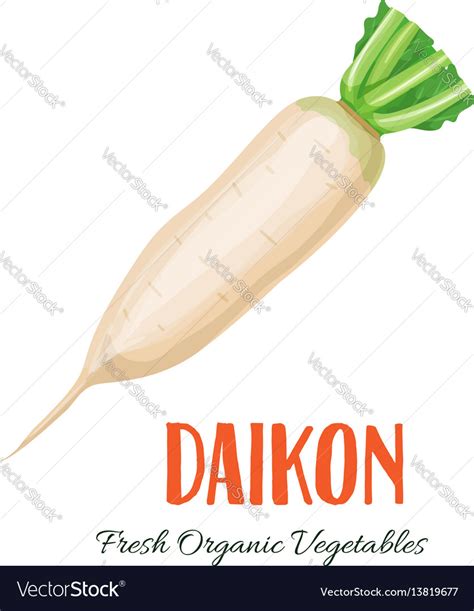 Daikon Vegetable Royalty Free Vector Image Vectorstock