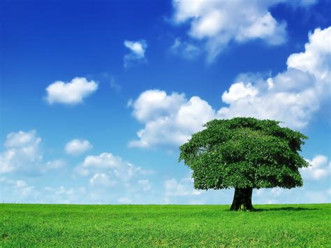 Sky And Tree Wallpapers Top Free Sky And Tree Backgrounds