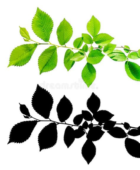 Branch Of Tree With Green Leaves Isolated With Clipping Path And Alpha