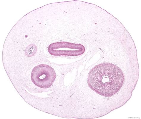Placenta Cross Section Histology