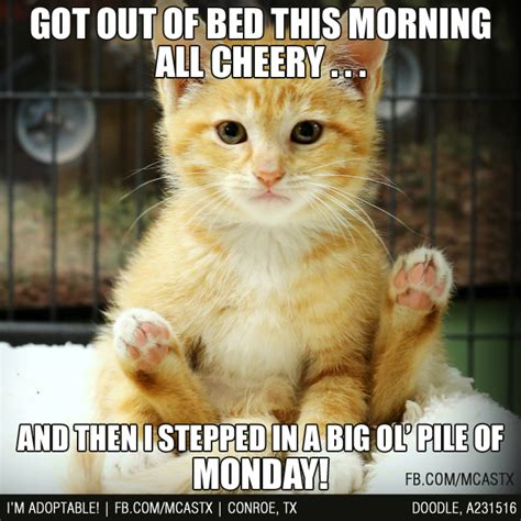 Montgomery County Animal Shelter Texas Funny Good Morning Quotes