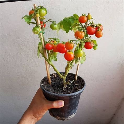 Como Plantar Tomate Casa Dicas Stuffed Peppers Make It Yourself