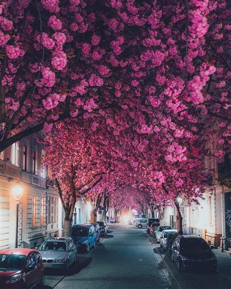 Cherry Blossoms In Bonn Germany Beautiful Awesome Great