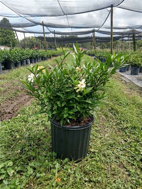 Unlike ordinary gardenia buds which can freeze and never develop into flowers, frostproof gardenias bloom in late spring and are well protected from spring. Frost Proof Gardenia 3 Gallon - Georgia Tree Farm