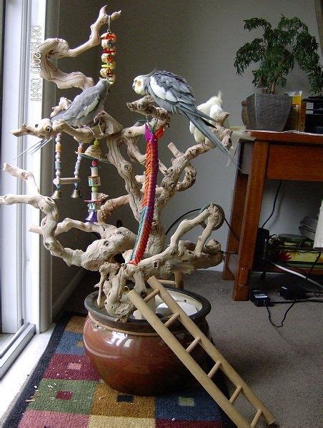 Check spelling or type a new query. 46 best DIY Bird Perches & Toys images on Pinterest | Budgies, Parrots and Parrot toys