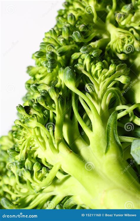 Broccoli Stock Photo Image Of Freshness Growth Color 15211160