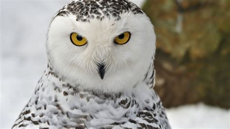 Image Result For Snowy Owl Owl Wallpaper Owl Photography Owl Pictures