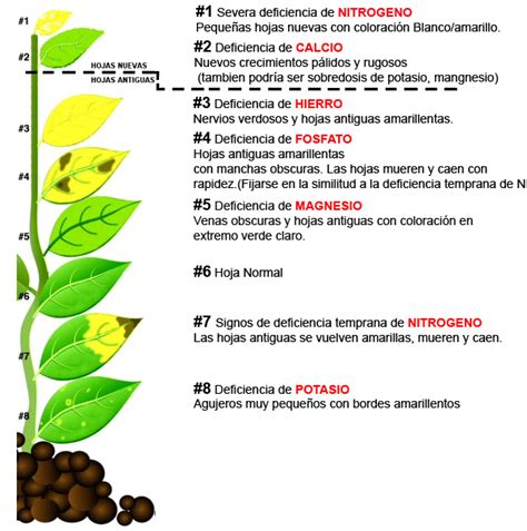 Deficiencias De Nutrientes En Plantas De Acuario