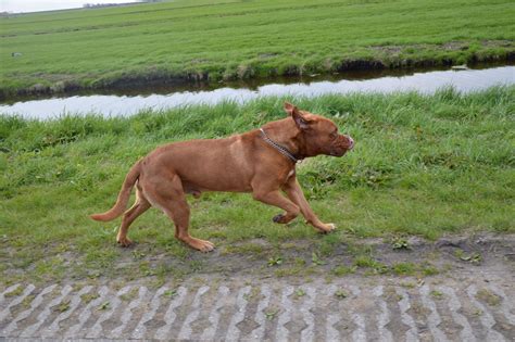 Running Dog 3 Free Stock Photo Public Domain Pictures