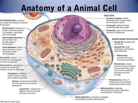 Check spelling or type a new query. Chapter 3.cell structures and fuctions