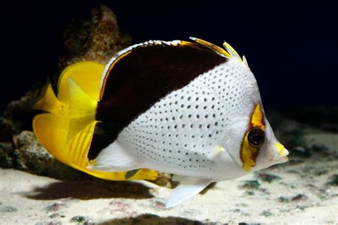 Peixes Ornamentais O Que São Principais Espécies Aquarismo Infoescola