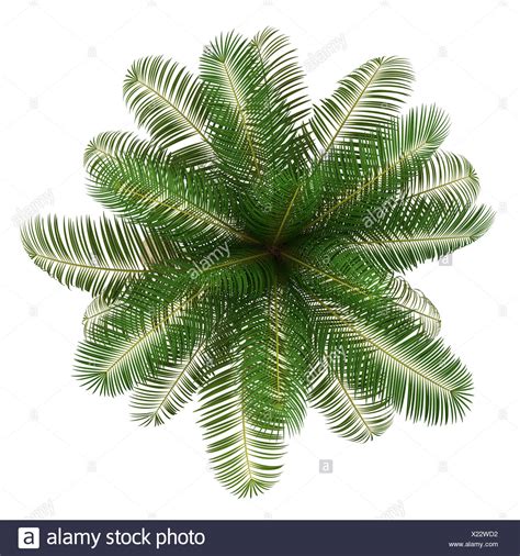Top View Of Coconut Palm Tree Isolated On White Stock Photo 276659070