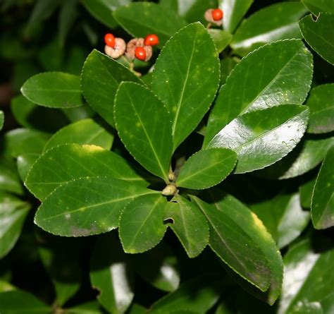 Find many great new & used options and get the best deals for pachysandra terminalis japanese spurge 1000 rooted cuttings at the best online prices at ebay! Japanese spindle tree • Weedbusters
