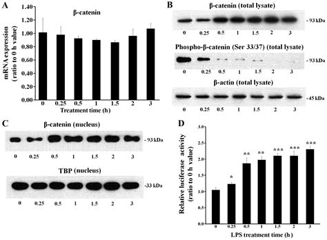 β catenin regulates NF κB activity and inflammatory cytokine expression in bronchial epithelial