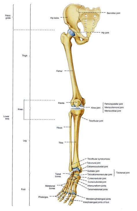 Leg Bone Structure Diagram Of Human Leg Bones Diagram Anatomy Bones