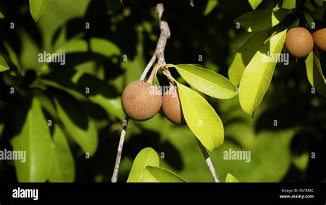 Tropical Fruit Sapodilla On Tree Branch Tropical Plant Sapodilla With