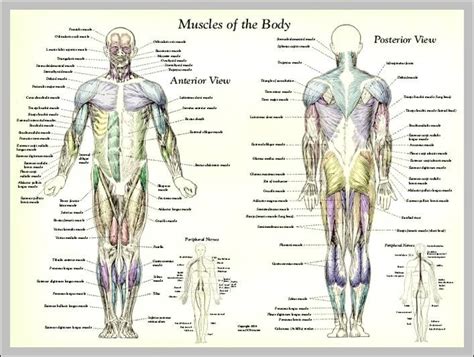 Full Body Muscular Diagram Pdf Advanced Anatomy Of The Human Body My XXX Hot Girl