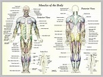 labeled human body | Anatomy System - Human Body Anatomy diagram and ...