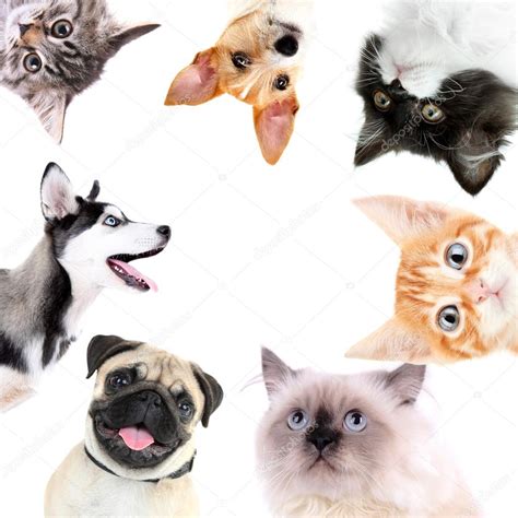 Pictures Collage Dogs Collage Of Dogs And Cats — Stock Photo