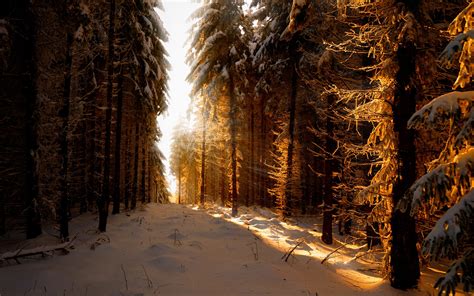 Free Winter Sun Wallpapers Pixelstalknet