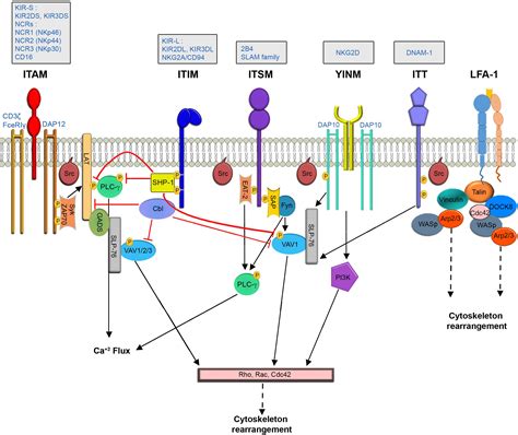 Cell Signaling Pathways