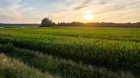 Corn Field Agriculture Under A Sunset Sky Green Nature Rural Farm