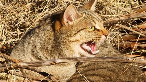 Feral Cat Working Group Launched In Wa To Protect Native Animals
