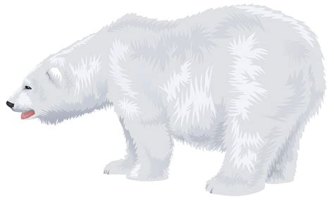 Polar White Bear Png Transparent Image Download Size 4138x2482px