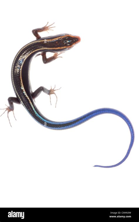 Five Lined Skink Tail Hi Res Stock Photography And Images Alamy