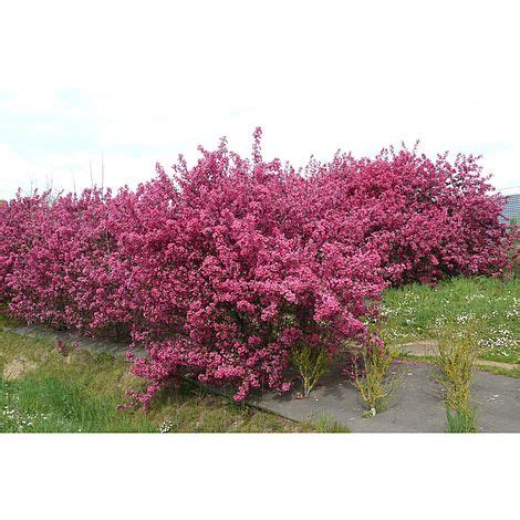 Deborah suggested 24 container, which will probably be sufficient, but i will also suggest a 1/2 or even a 3/4 wooden wine barrel fitted with casters for mobility. Crab Apple 'Prairifire' plants | Thompson & Morgan