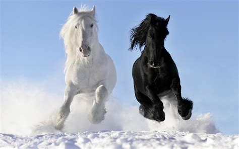 Hd Horse Wallpaper Free Download