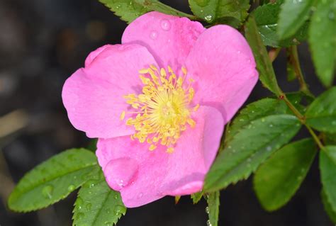 Virginia Rose Closeup Humane Gardener