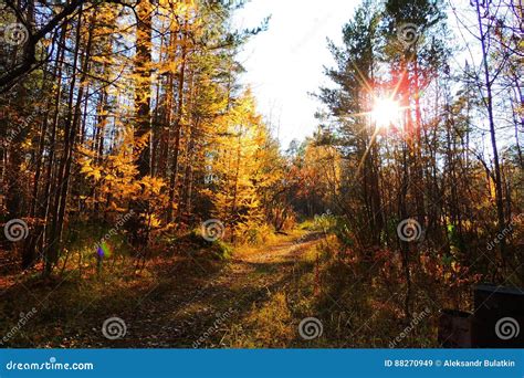 Sunny Autumn Forest Autumn Beauty Of A Fading Nature Stock Image