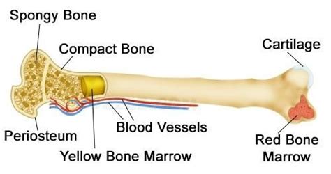 Difference Between Compact Bone And Spongy Bone