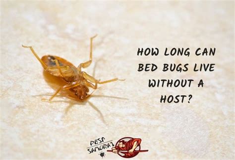 How Long Can A Bed Bug Live Without Food Larablog