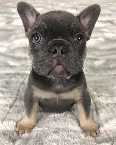 Blue male Frenchie for sale text (612) 552-7561 - FrenchieForSale.com