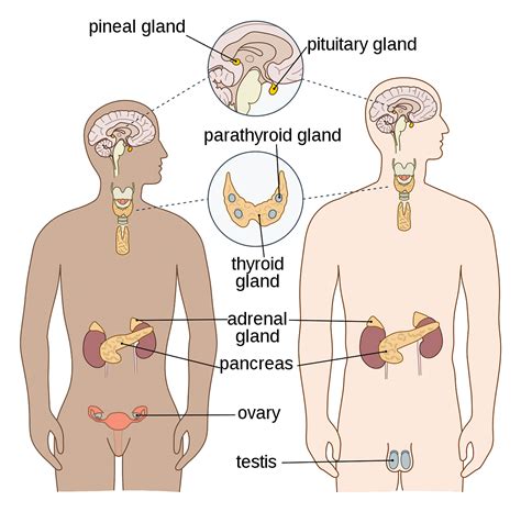 endocrine glands disorders parts causes and symptoms