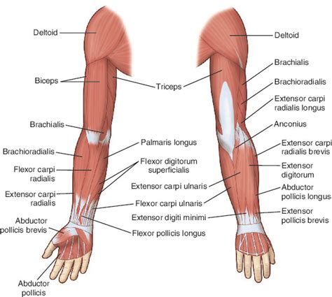 Arm Muscles Names Muscles Of The Upper Arm Human Anatomy And