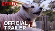Here's The First Trailer for Netflix's 'Dogs' Documentary Series - That ...