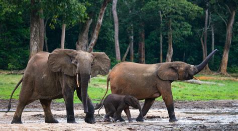 Protect Forest Elephants To Conserve Ecosystems Not Dna