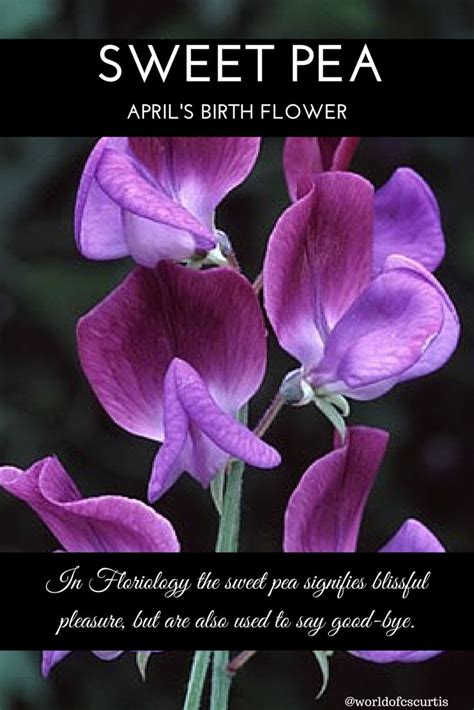 Sweet Pea April Birth Flower Some Months Have More Than One Flower