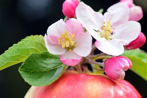 Apple Blossom Flower Arrangements Best Flower Site