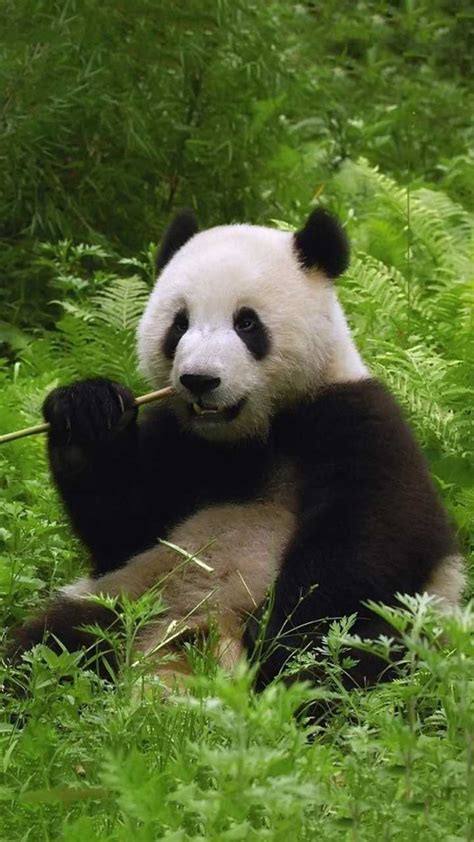 Giant Panda Wallpaper Ixpap