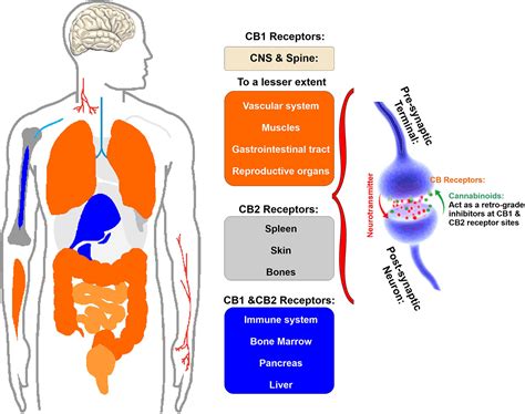 Frontiers Harmful Effects Of Smoking Cannabis A Cerebrovascular And
