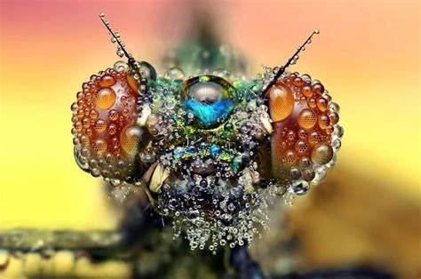 Water Droplets Insect Photography Insect Photos Macro Photos