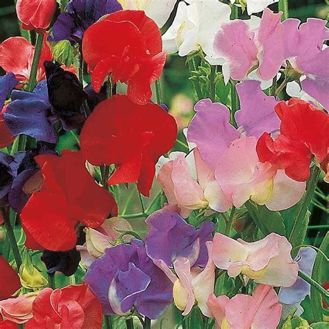 Suttons Sweet Pea Seeds Old Fashioned Scented Mix Flower Seeds Approx
