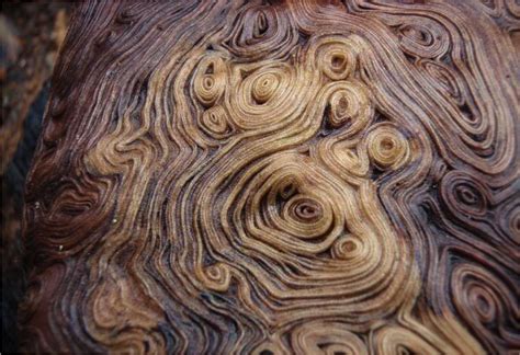 What Is Burl Wood