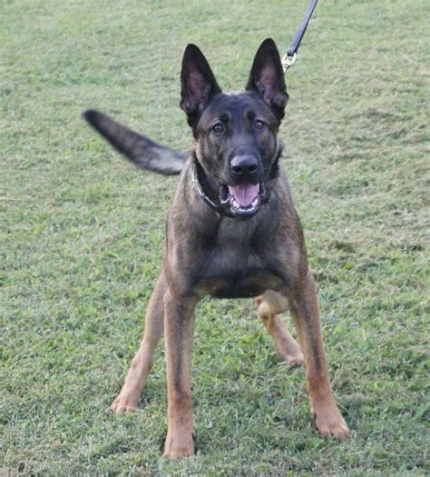 Find german shepherds for sale on oodle classifieds. German Shepherd Belgian Malinois Mix Puppies For Sale ...